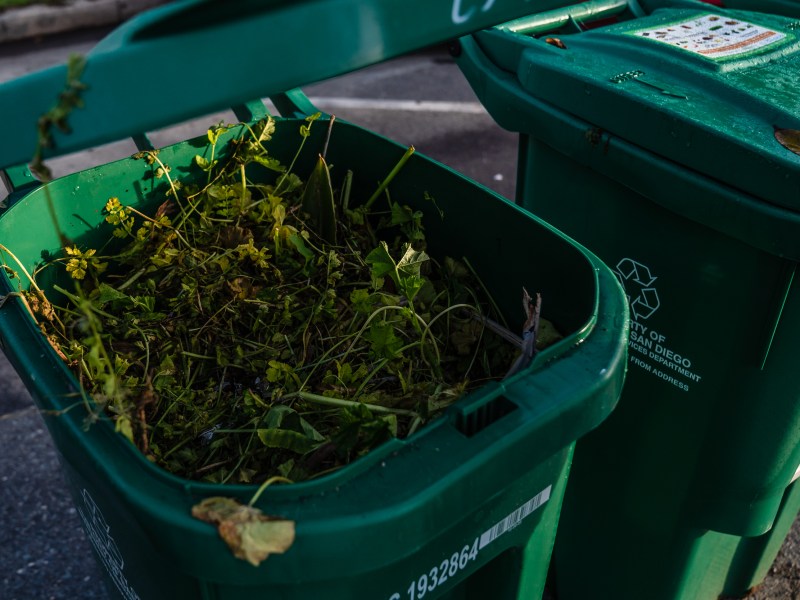 A green bin filled with yard waste on Jan. 18, 2023. / Ariana Drehsler